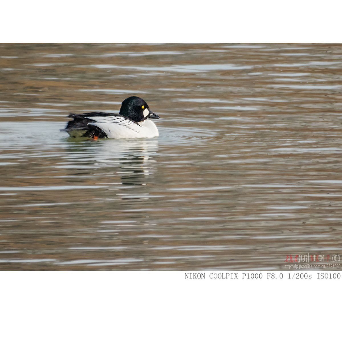 渭河过冬的鹊鸭