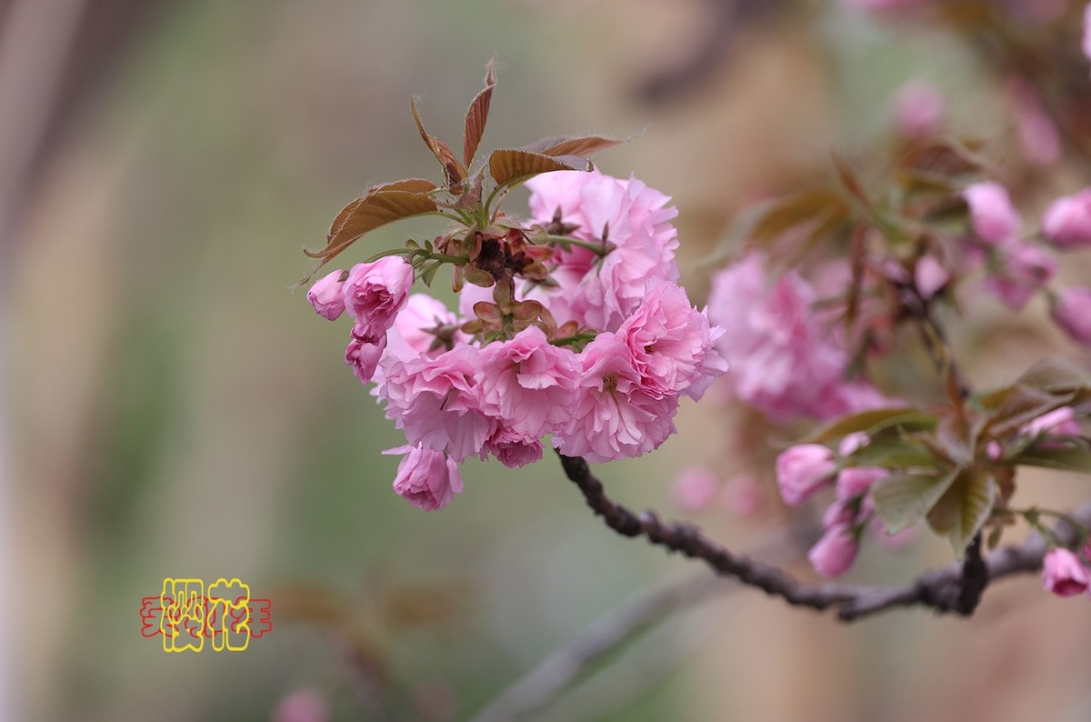 樱花 9【2023-0309】