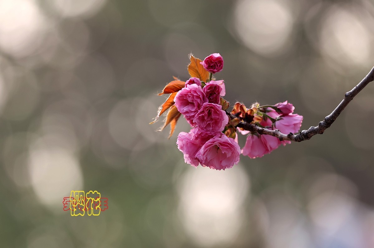 樱花 9【2023-0309】