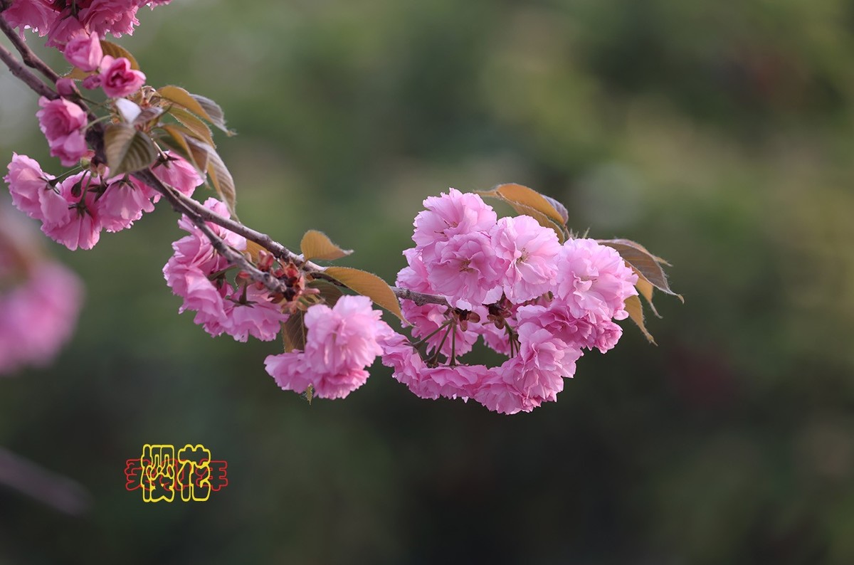 樱花 9【2023-0309】