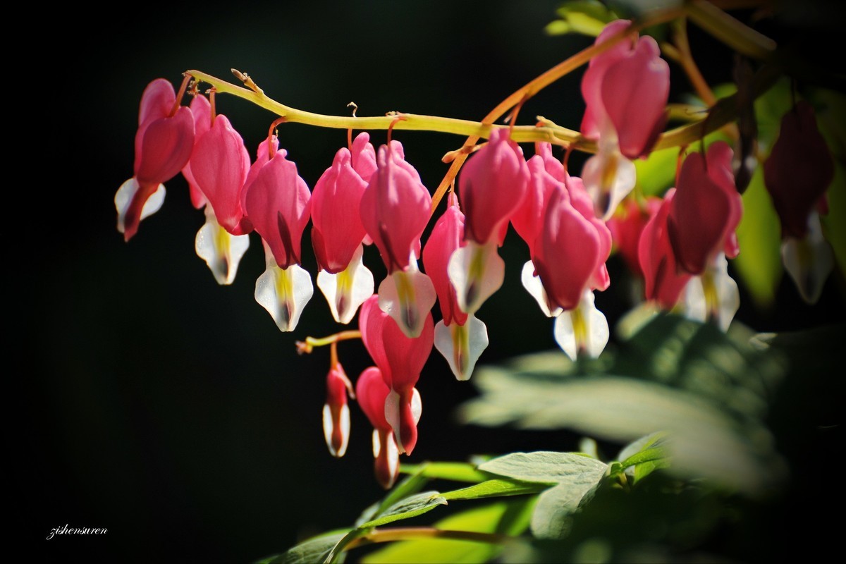 花草集-荷包牡丹