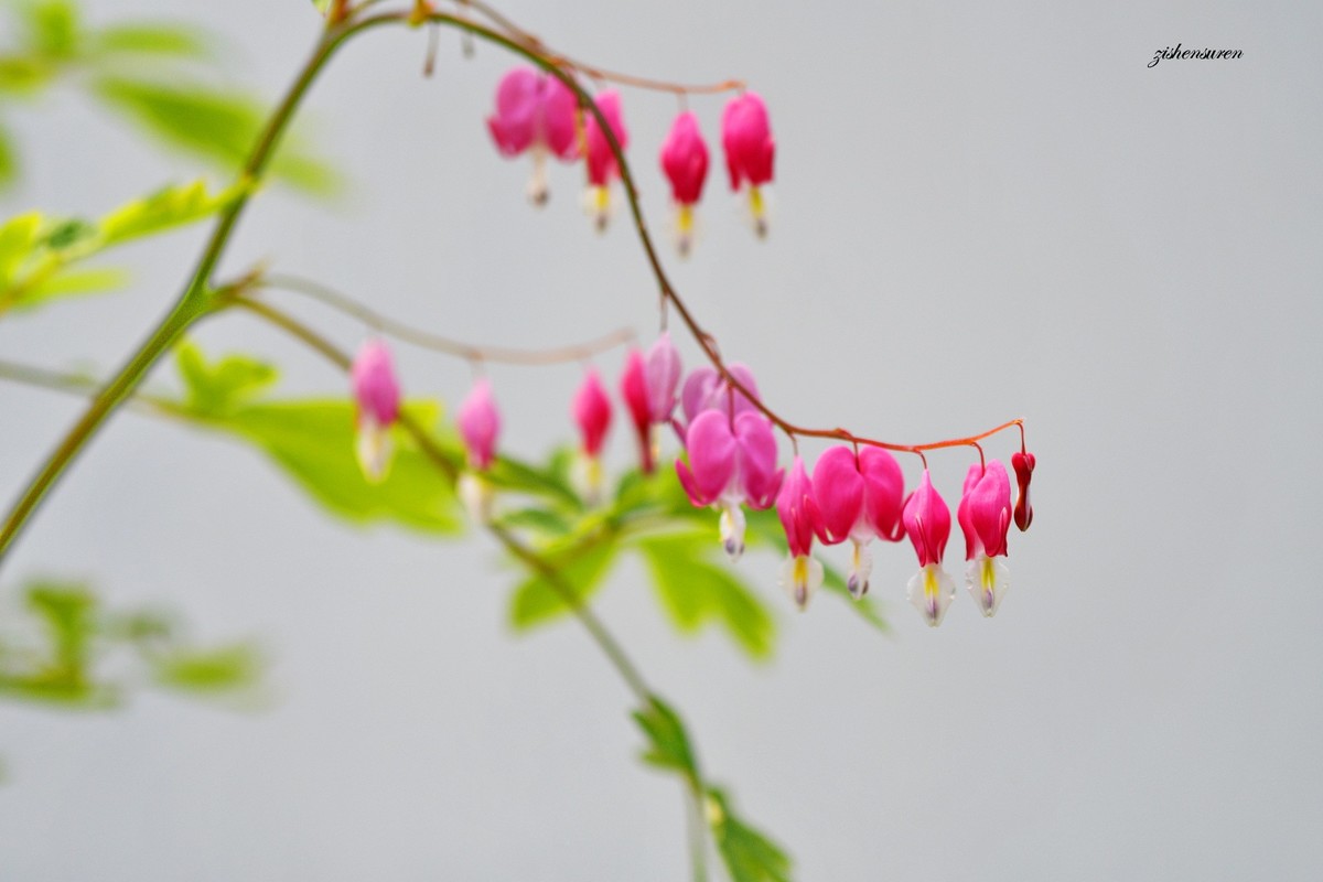 花草集-荷包牡丹