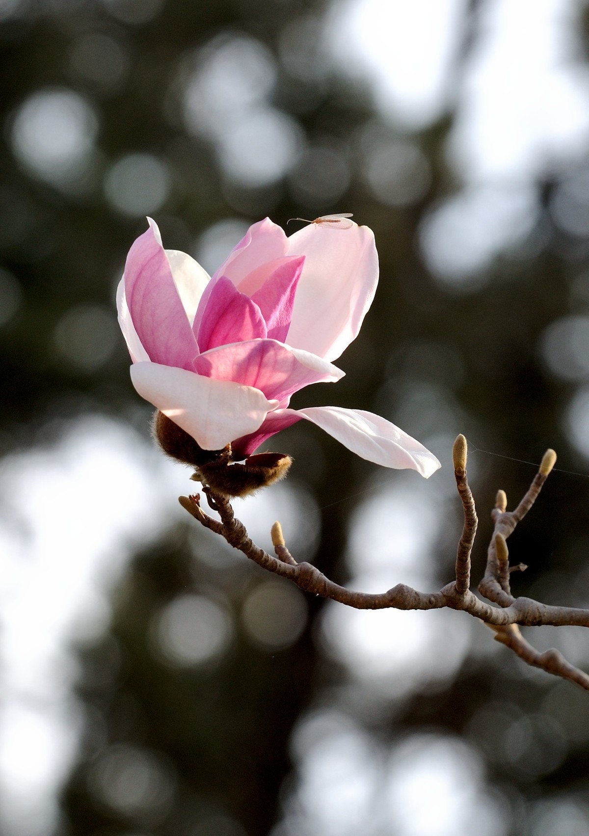 玉兰-中关村在线摄影论坛