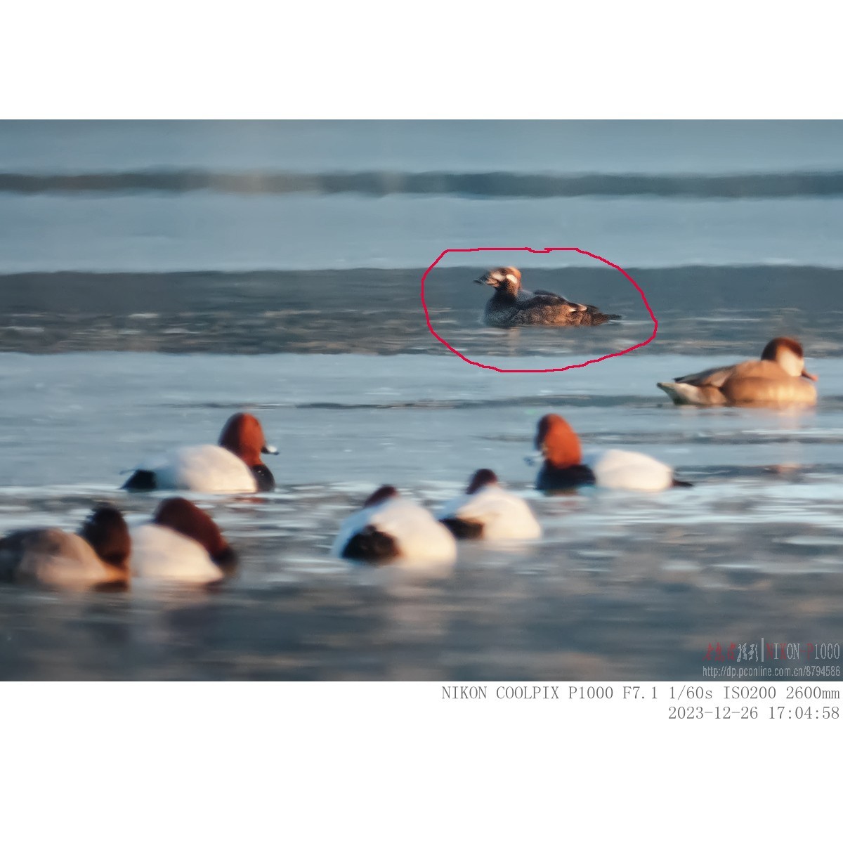 偶然拍到一只濒危物种斑脸海番鸭