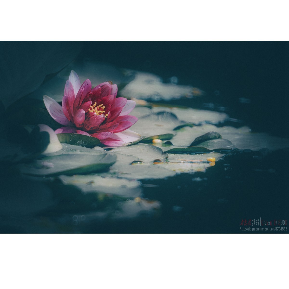 折返光影——睡莲