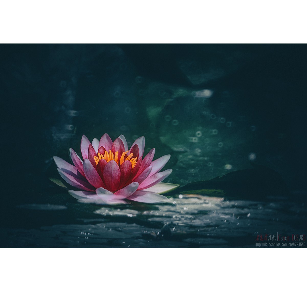 折返光影——睡莲