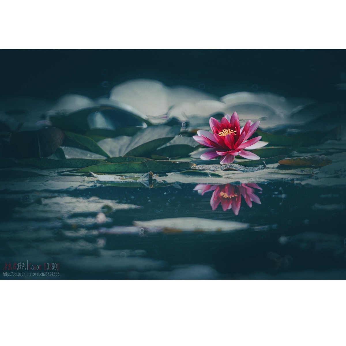 折返光影——睡莲