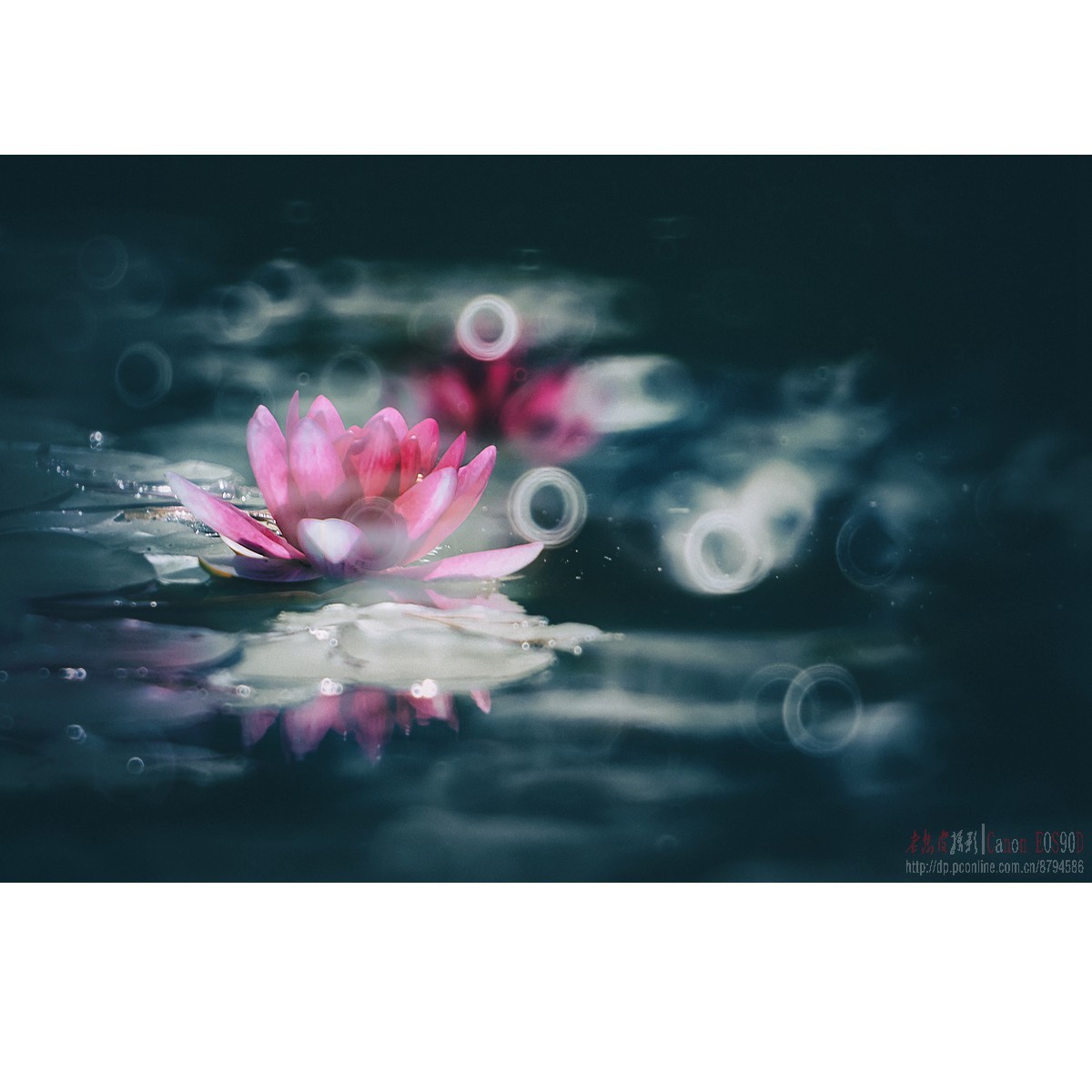 折返光影——睡莲