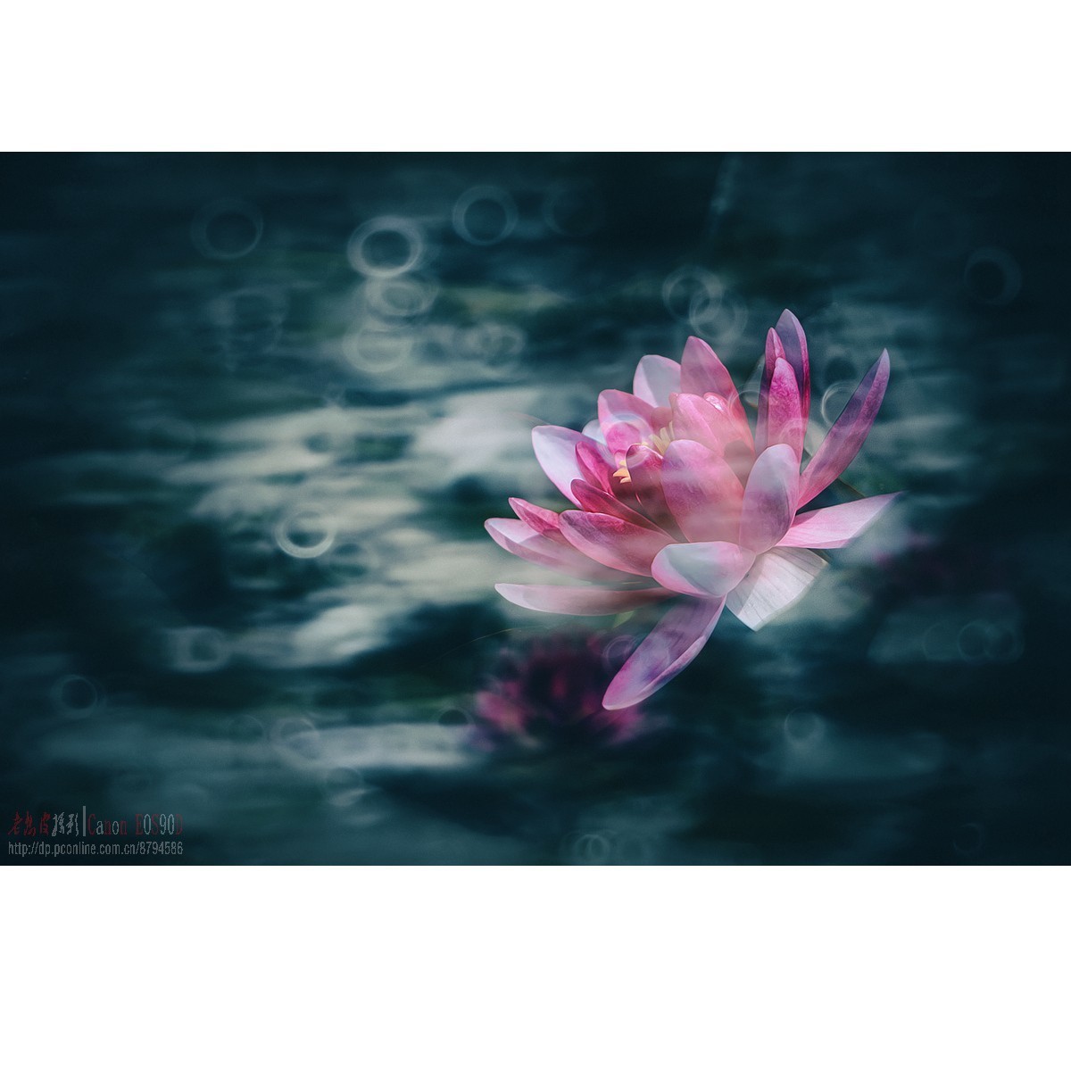 折返光影——睡莲