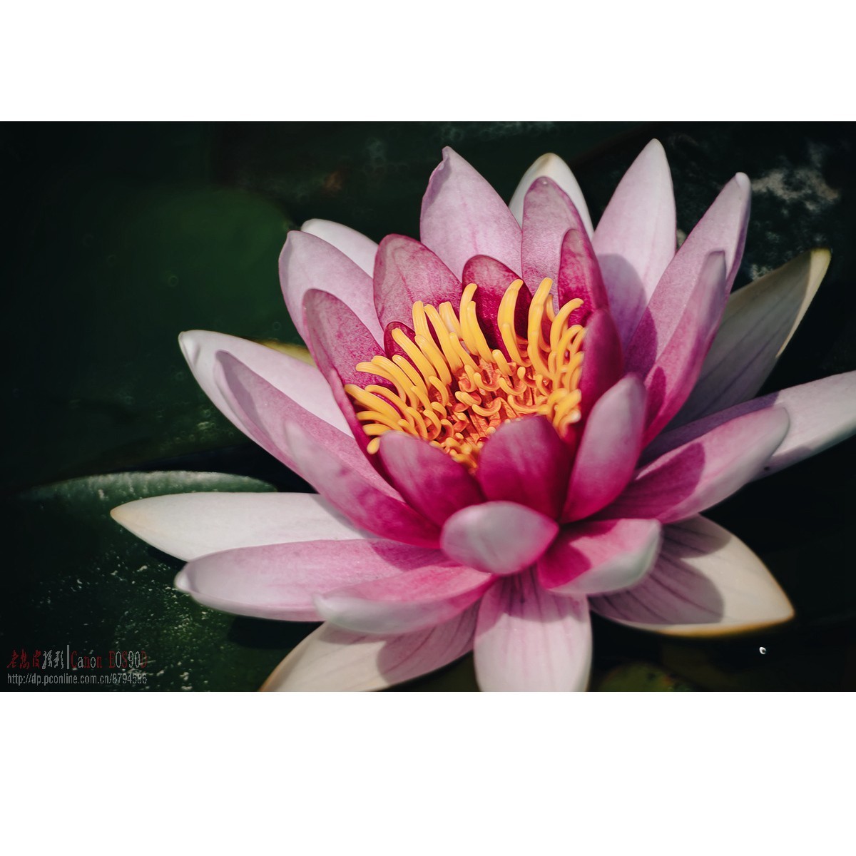 折返光影——睡莲