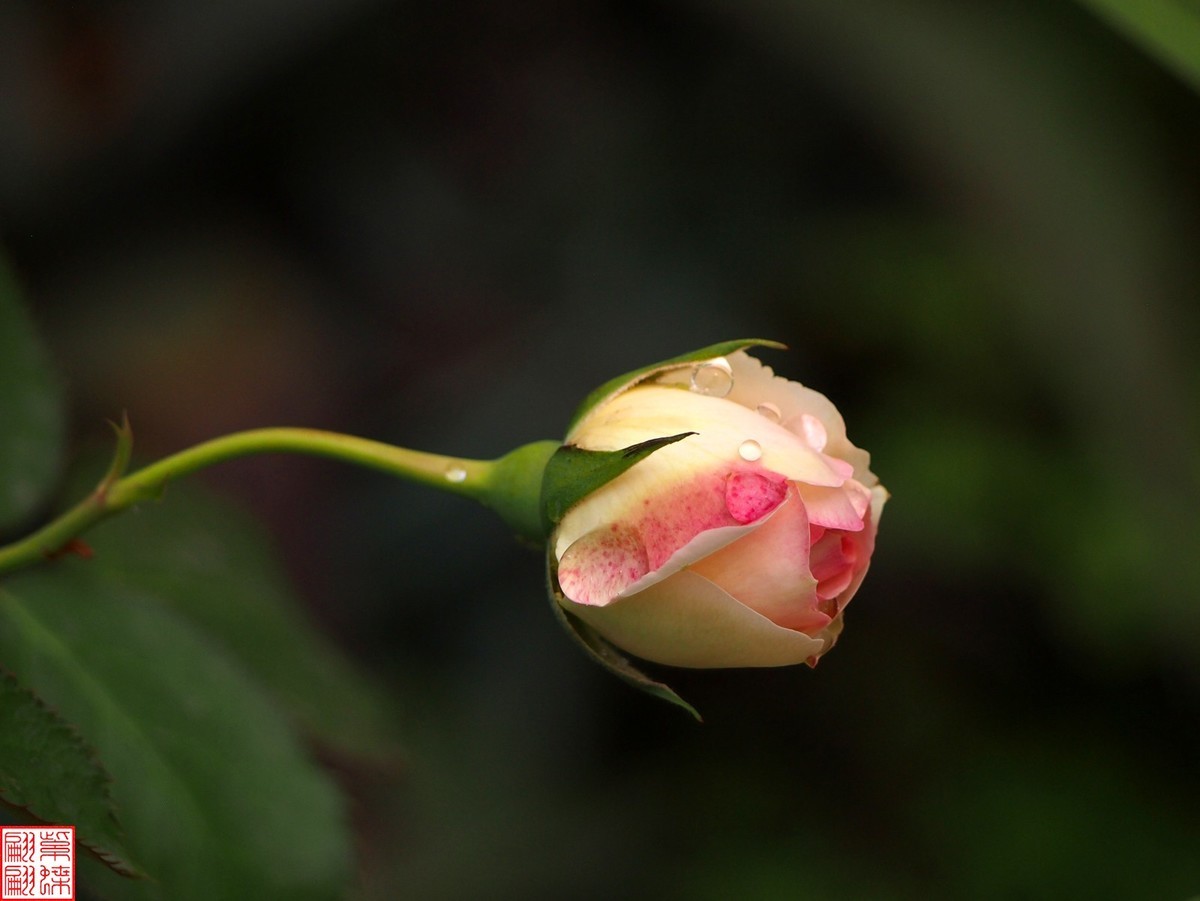 2024开放之欧月（4）