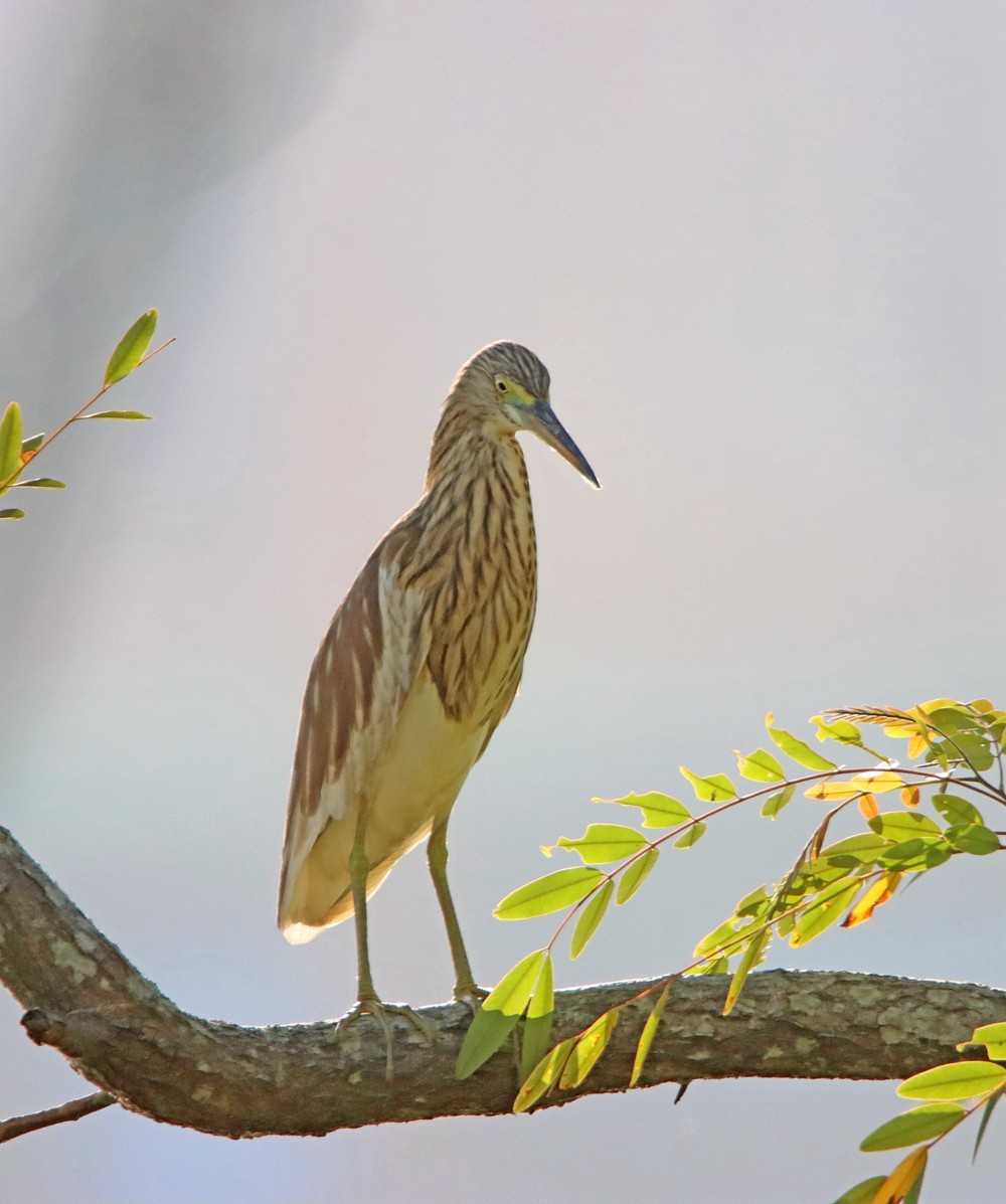 一梭子拍鸟——树上的池鹭