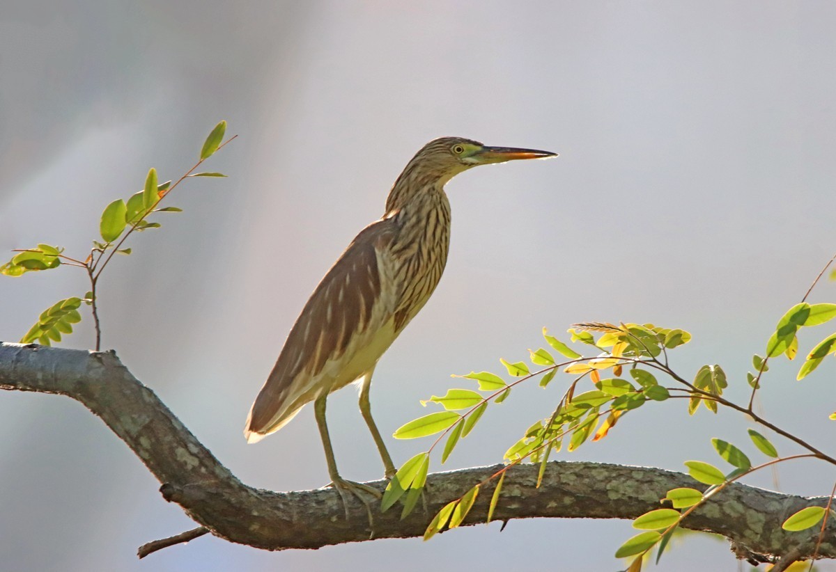 一梭子拍鸟——树上的池鹭