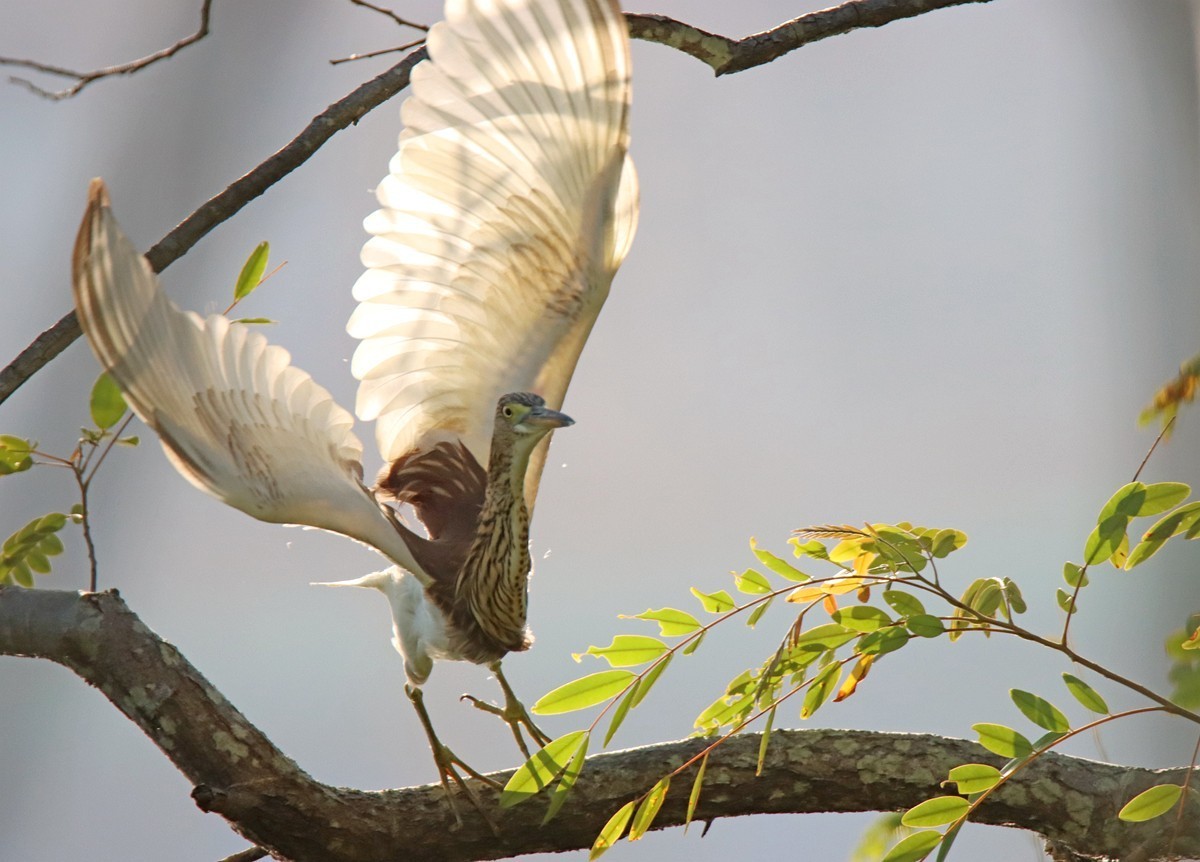 一梭子拍鸟——树上的池鹭