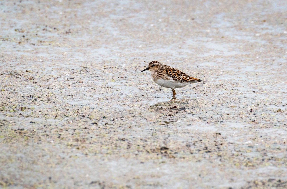 长趾滨鹬（一）