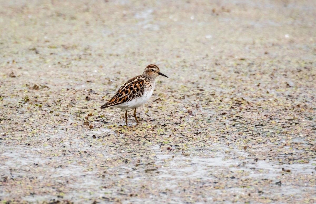 长趾滨鹬（一）