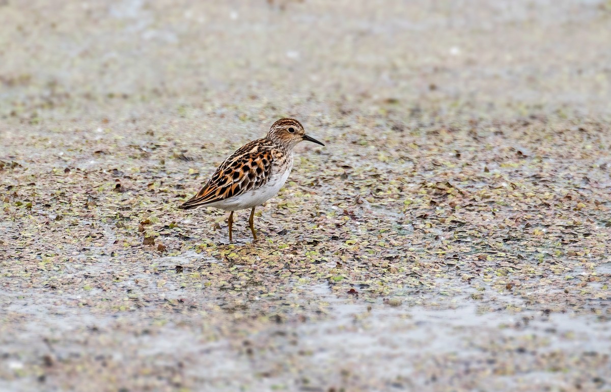 长趾滨鹬（一）