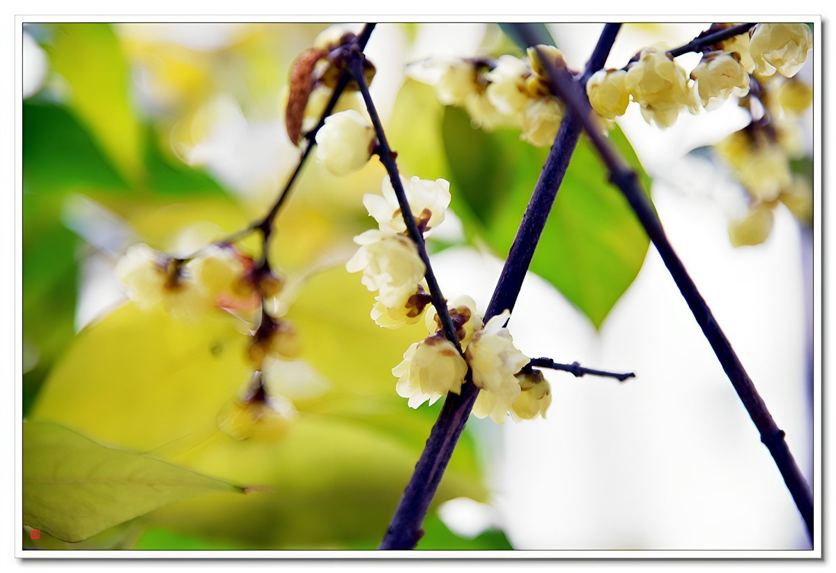 腊梅闹春（4）——d810拿出来除一下潮气