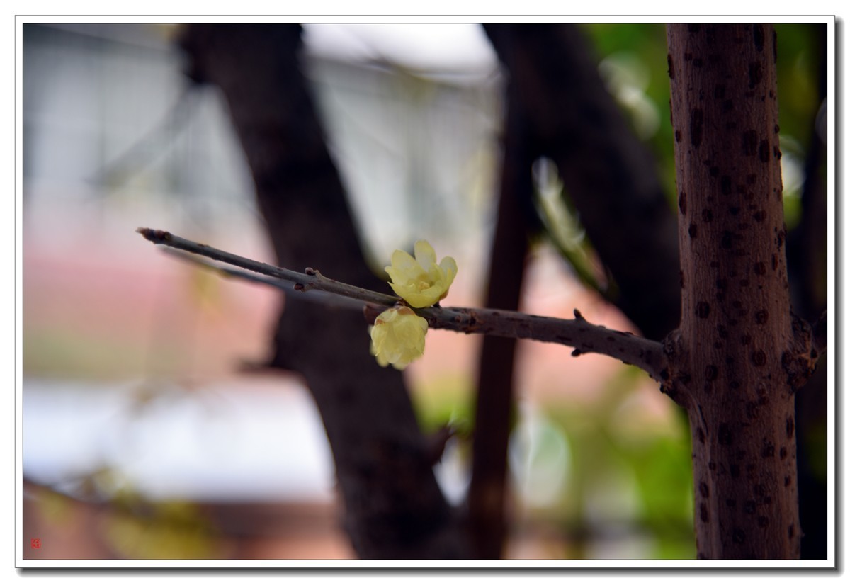 腊梅闹春（4）——d810拿出来除一下潮气