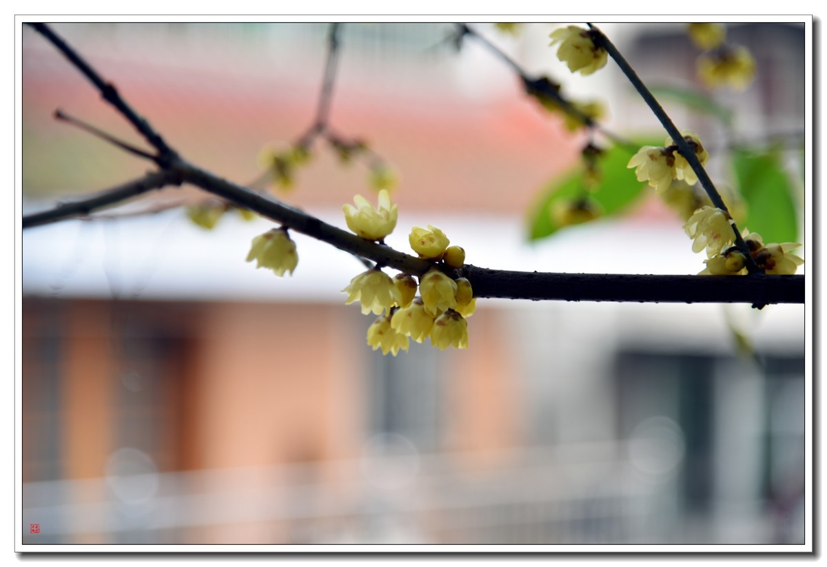 腊梅闹春（4）——d810拿出来除一下潮气