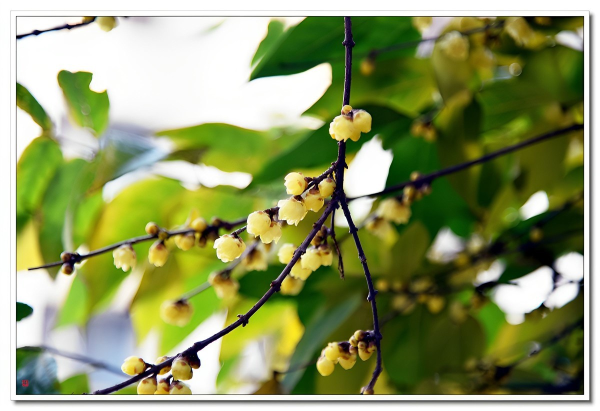 腊梅闹春（4）——d810拿出来除一下潮气