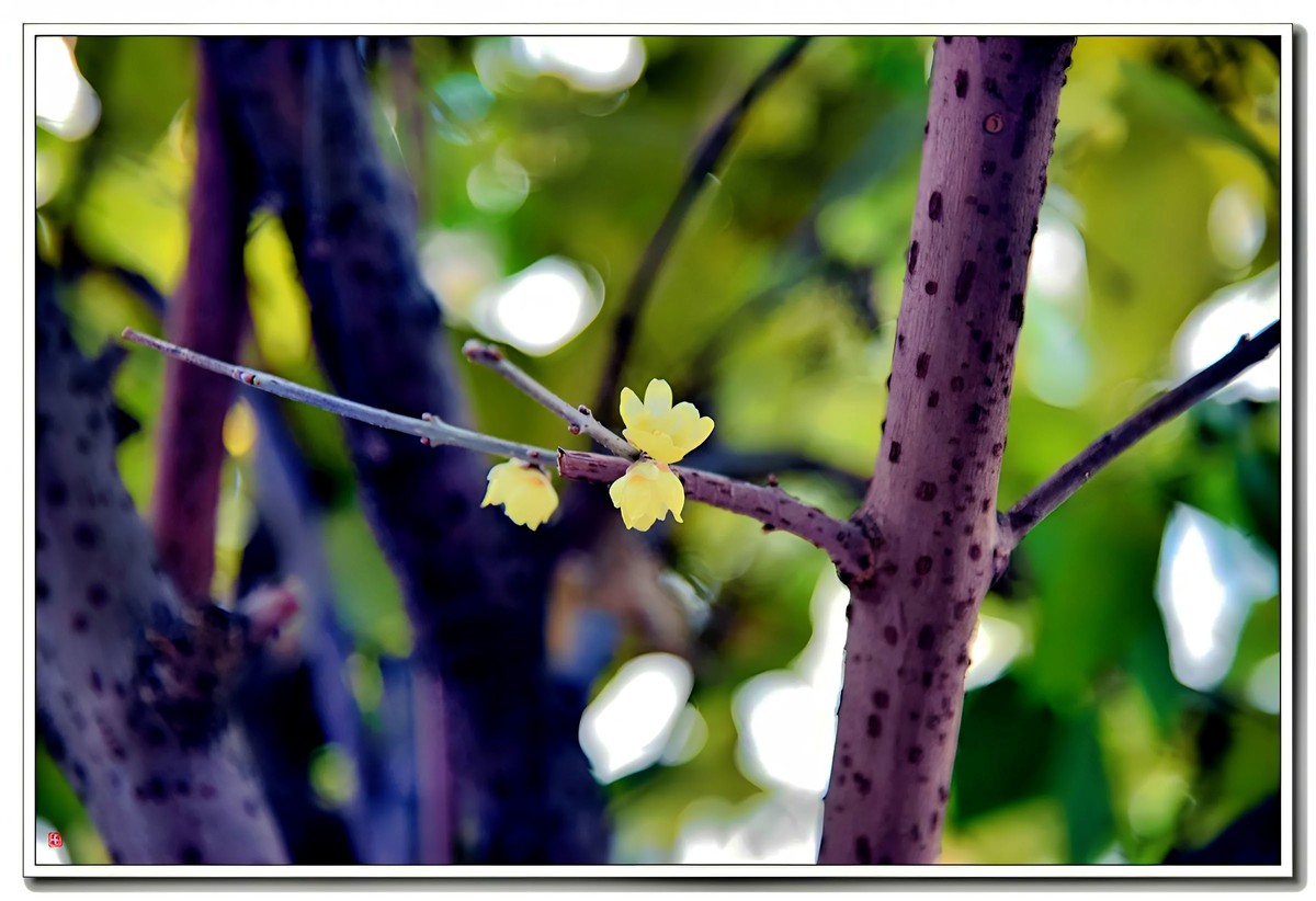 腊梅闹春（4）——d810拿出来除一下潮气