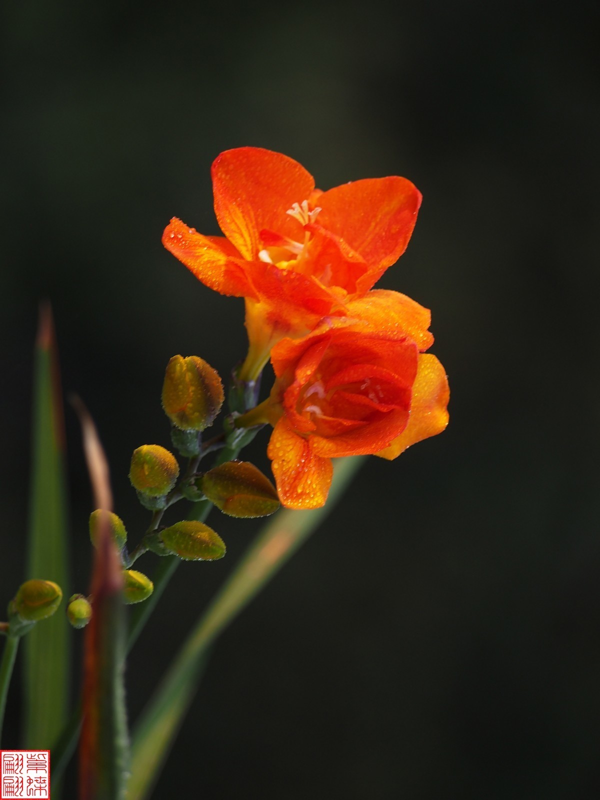 拍下香雪兰开花的时节6