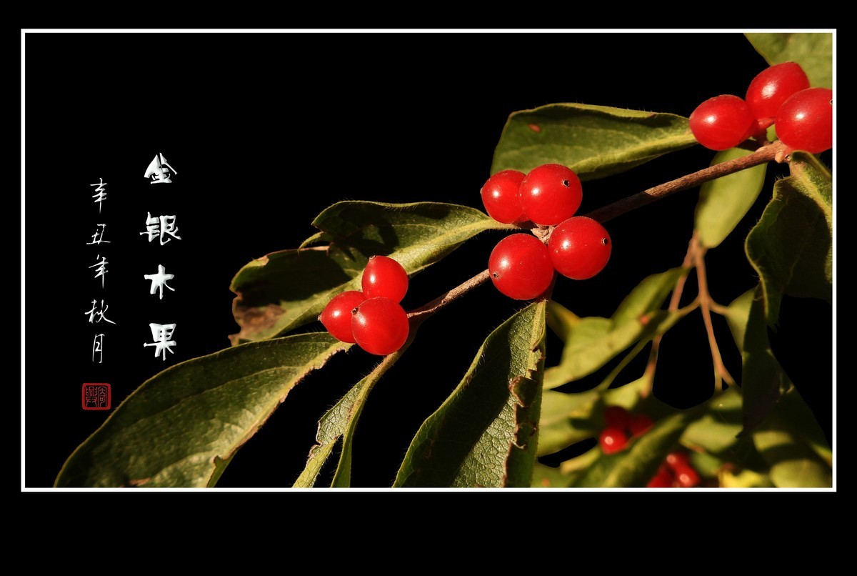 红彤彤的小珍珠金银木果