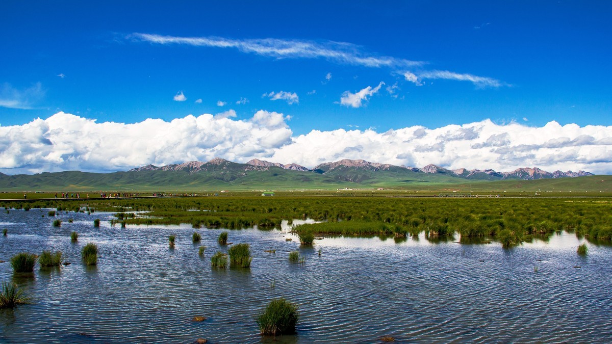 若尔盖草原--花湖【2】