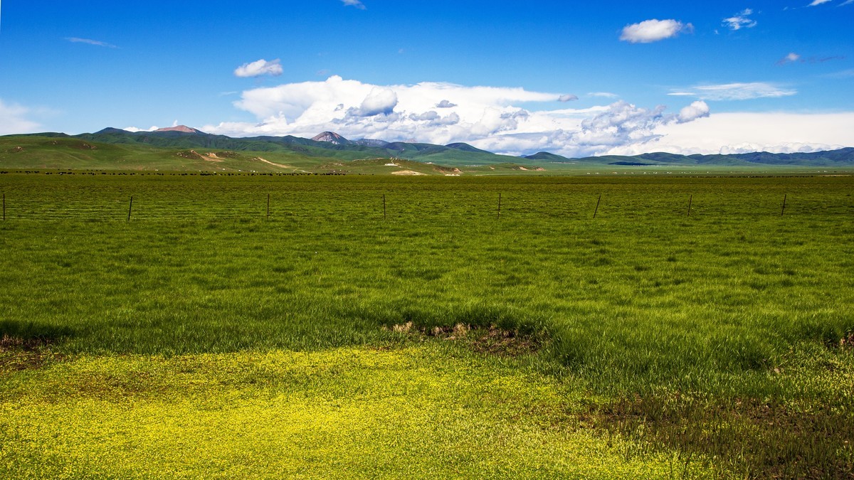 若尔盖草原--花湖【2】