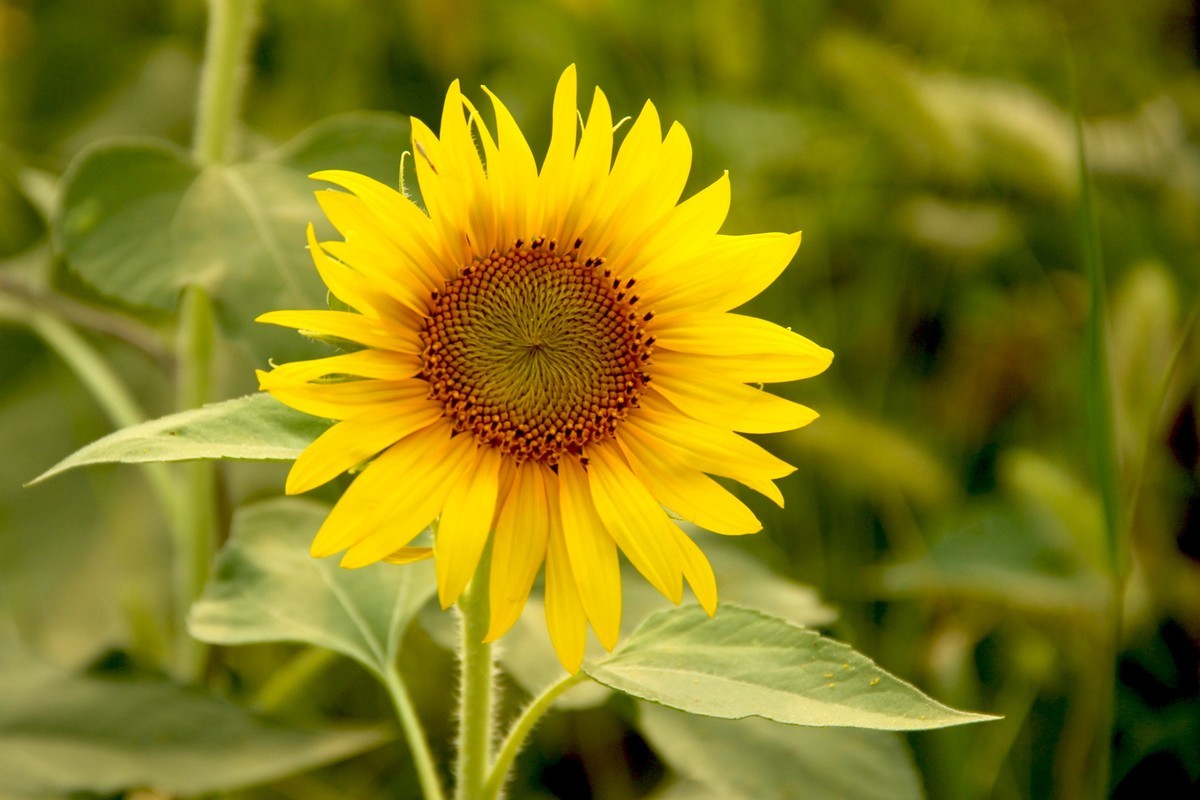 林州油葵基地随拍（2）