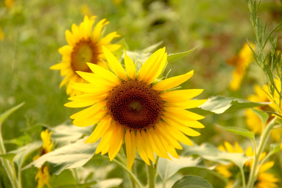 林州油葵基地随拍（2）