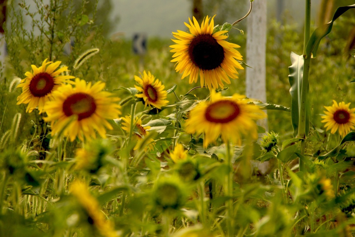 林州油葵基地随拍（2）