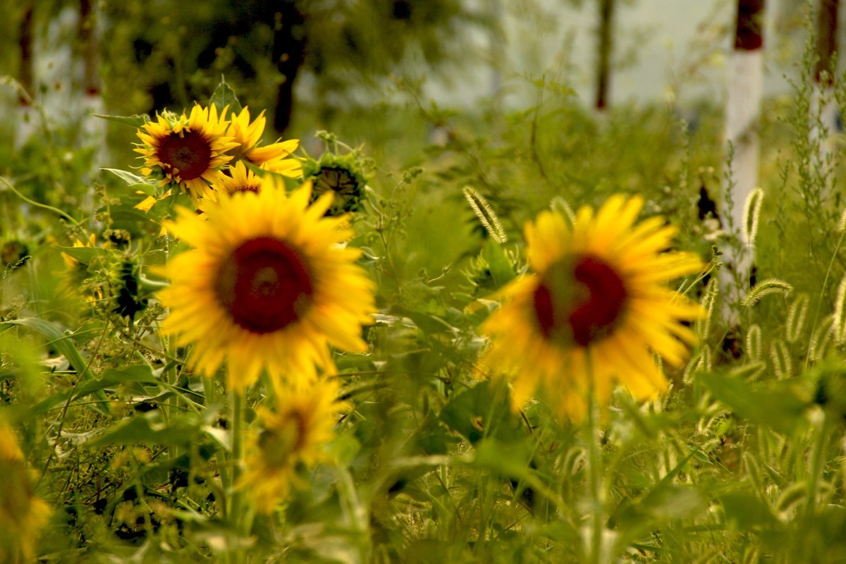 林州油葵基地随拍（2）