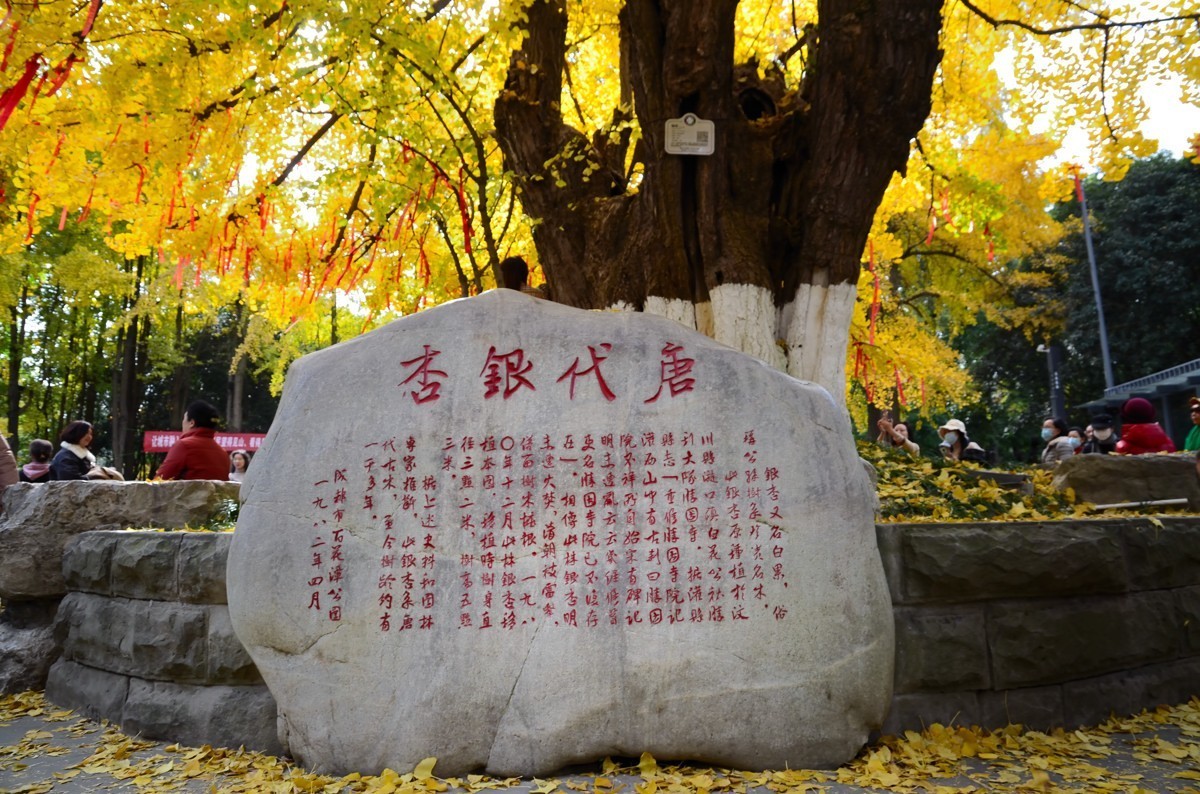 千年银杏披金装