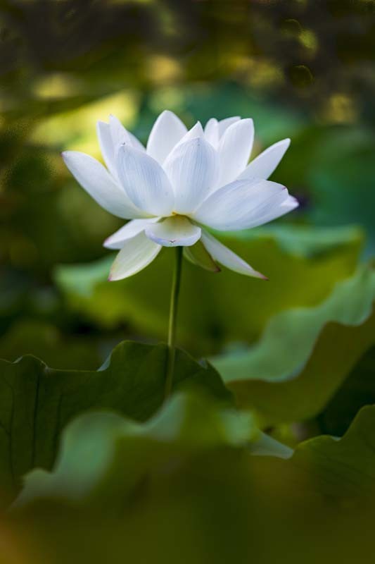 荷--清凉如美人，莫愁如明镜；终日对凝妆，掩映万荷柄。