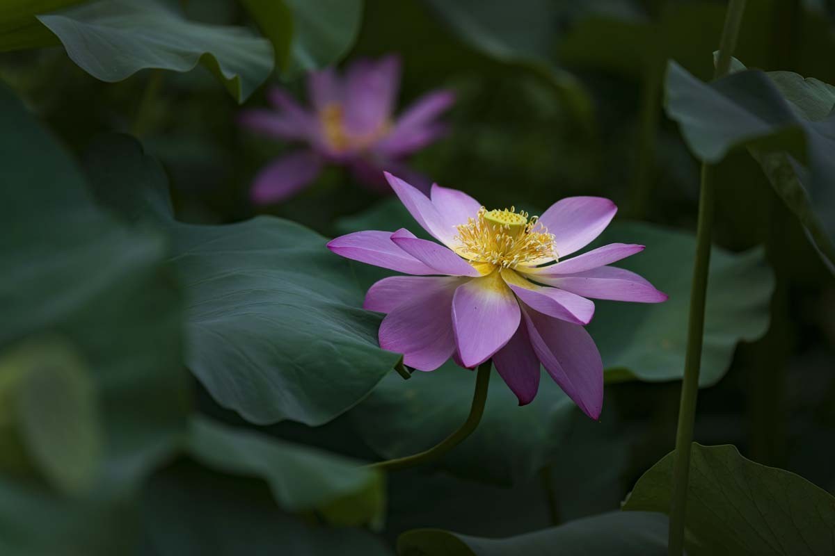 荷--清凉如美人，莫愁如明镜；终日对凝妆，掩映万荷柄。