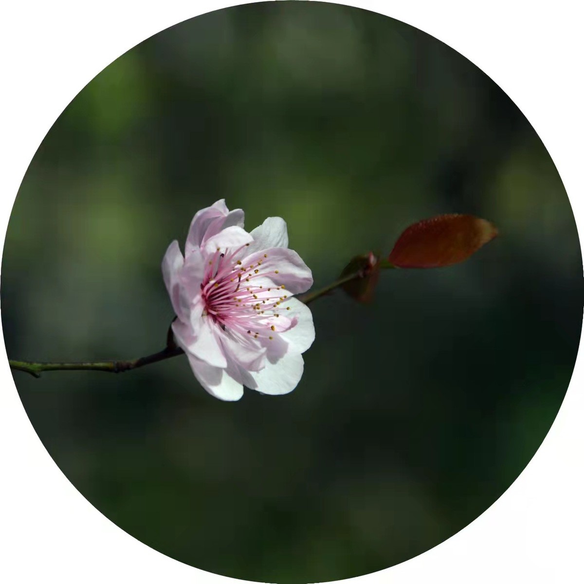 【又见紫荆花落时.........摄影图片】生态摄影_菜鸟_太平洋电脑网摄影部落