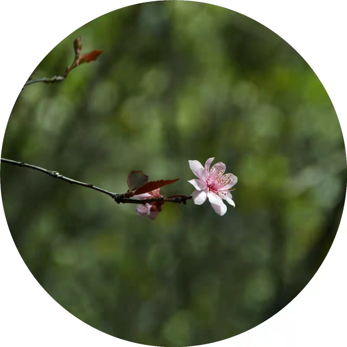 花开花落