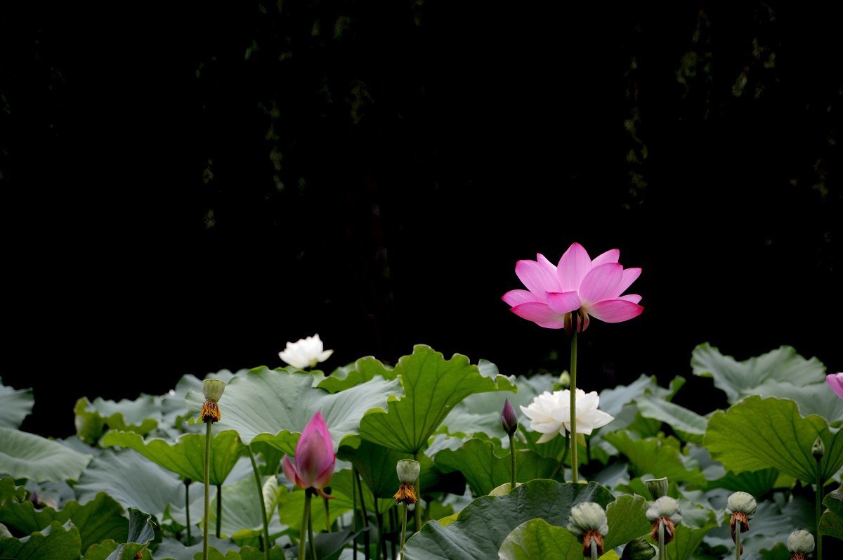 花开花落2