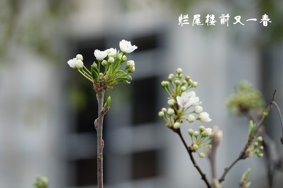 烂尾楼前又一春