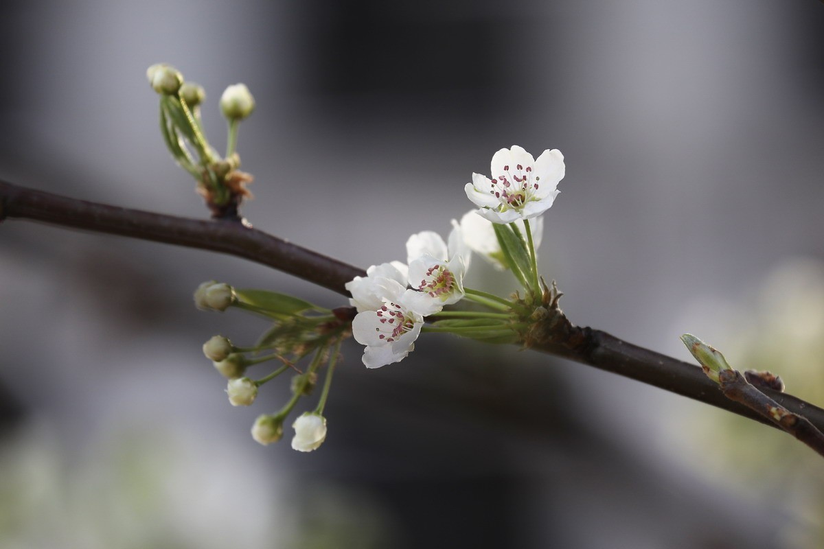 烂尾楼前又一春
