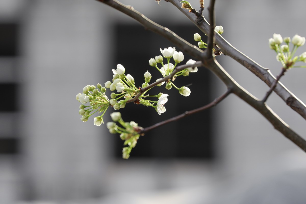 烂尾楼前又一春