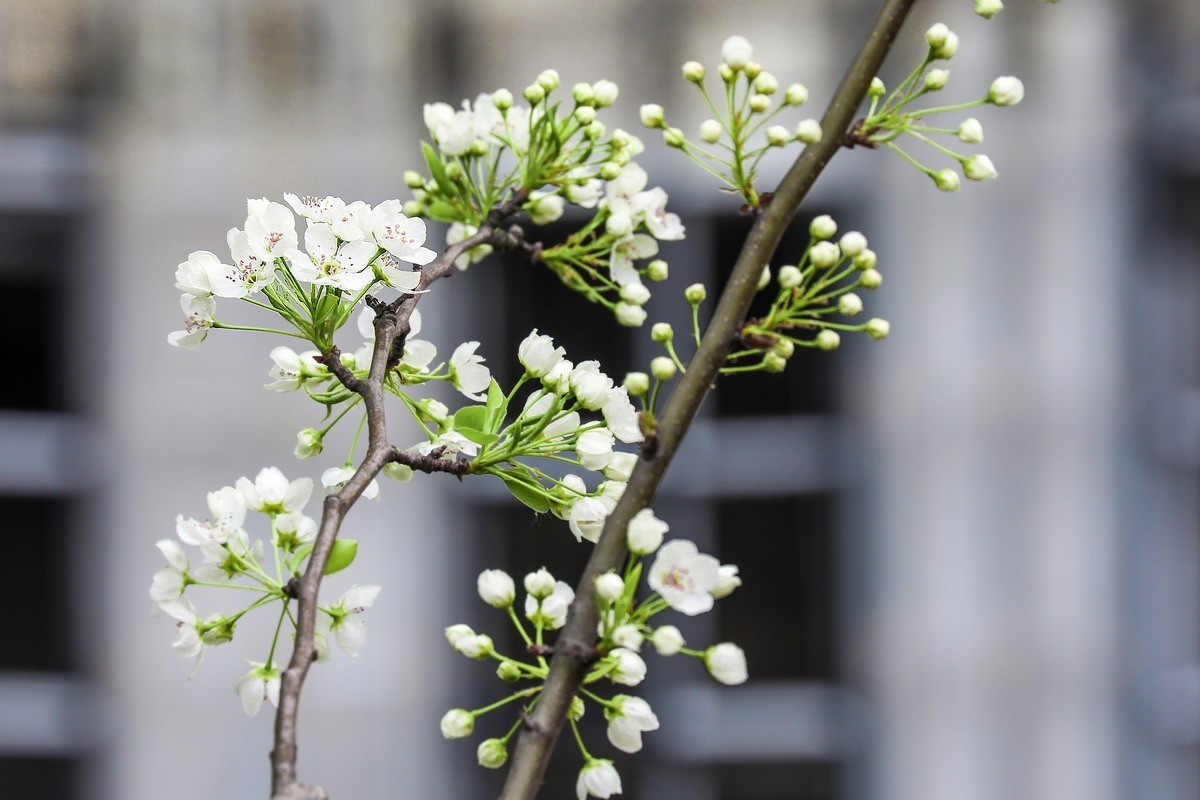 烂尾楼前又一春