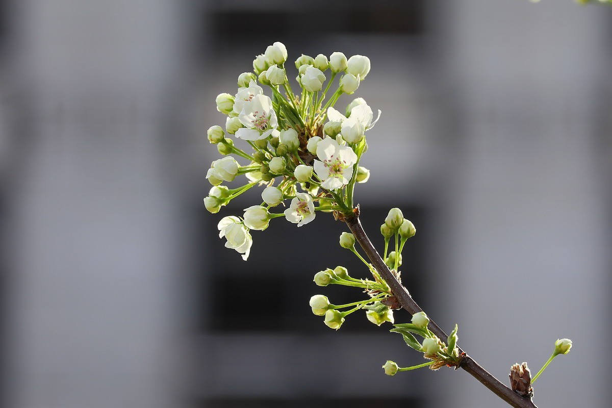烂尾楼前又一春
