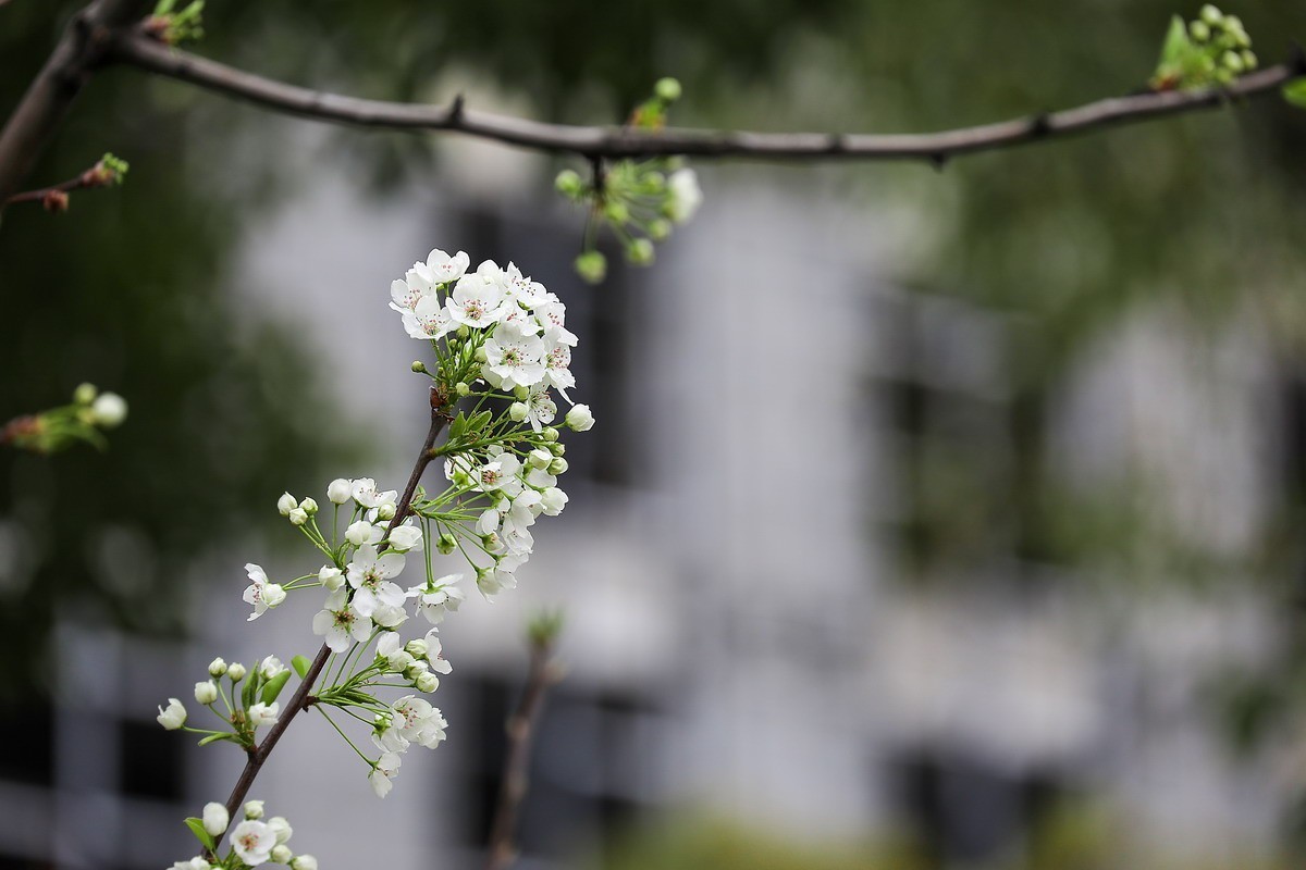 烂尾楼前又一春