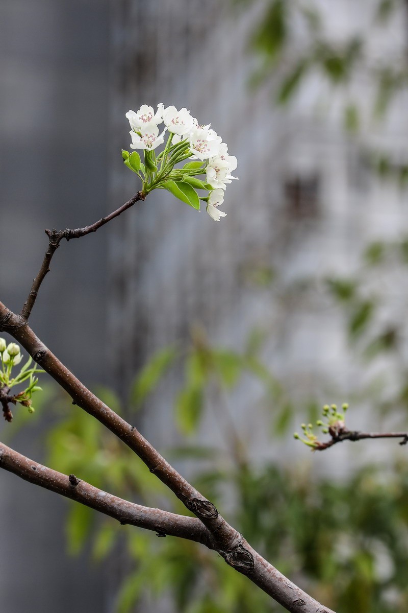 烂尾楼前又一春