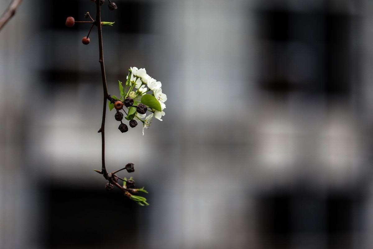 烂尾楼前又一春