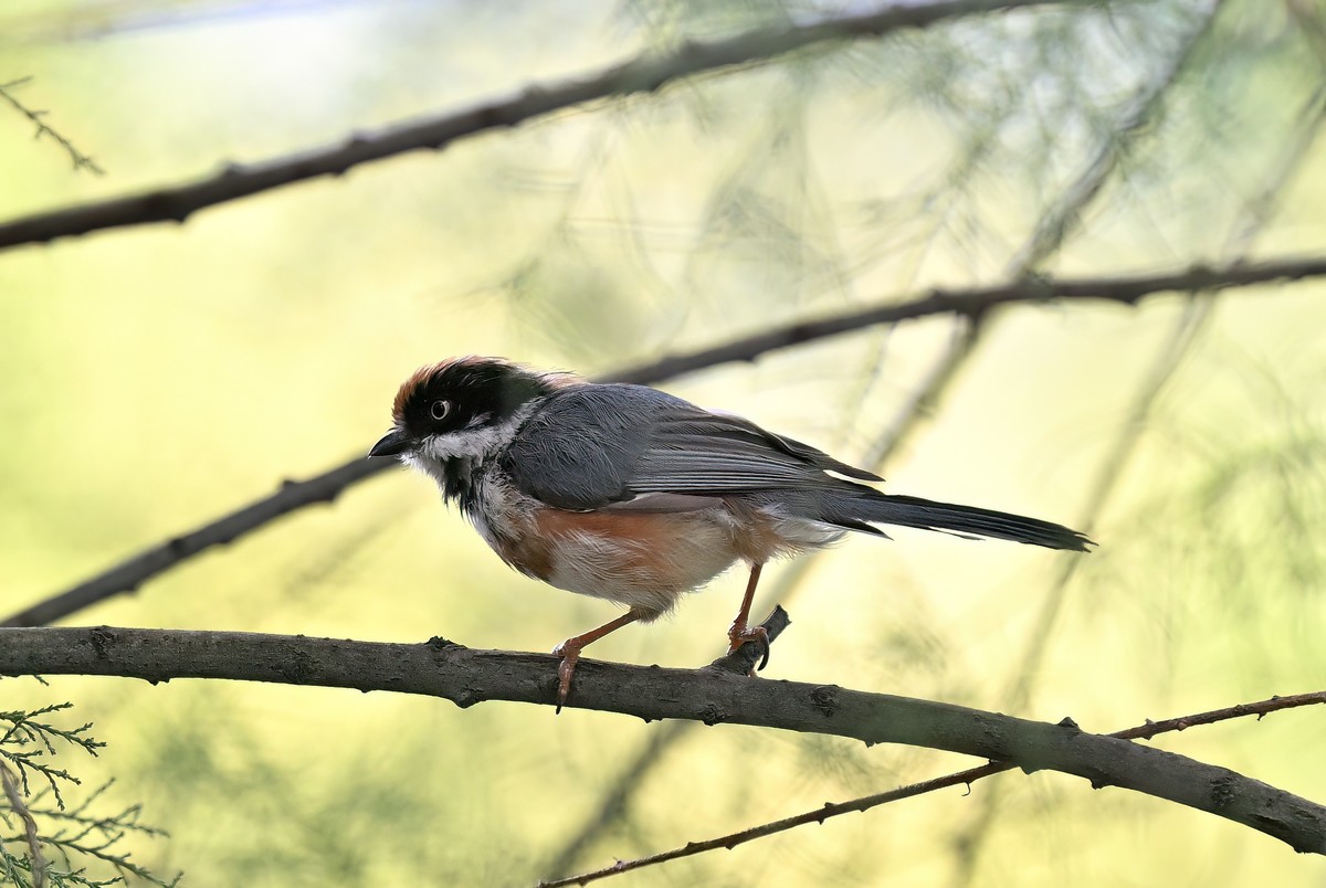 夏天的小红头似乎更瘦一些