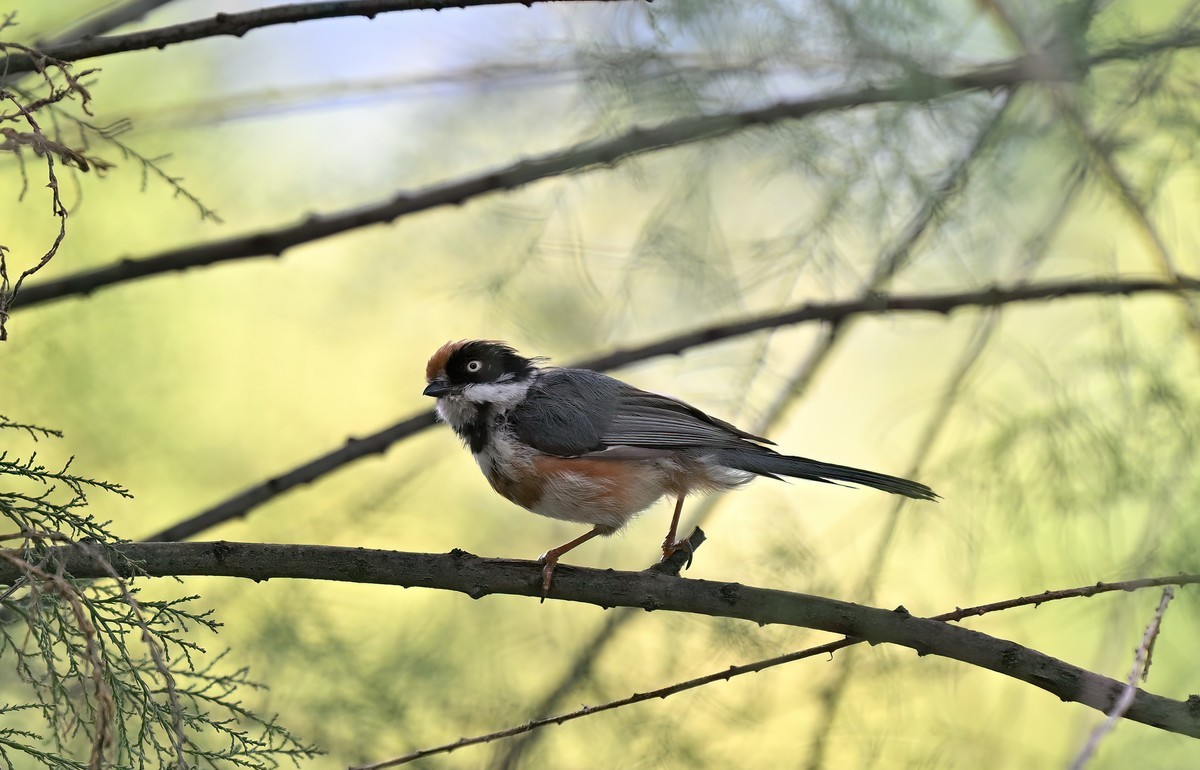 夏天的小红头似乎更瘦一些